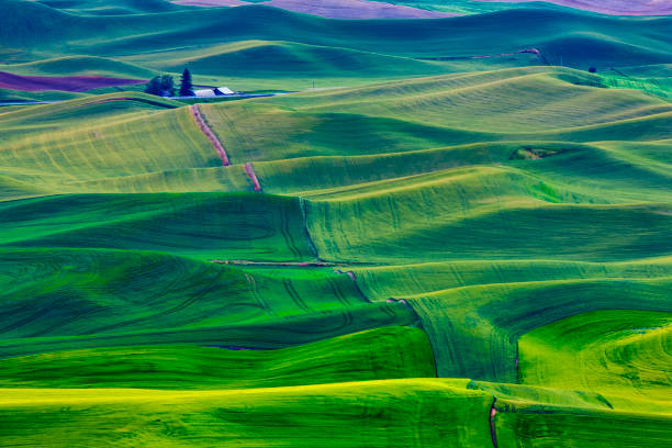 istock The Palouse farm area in Washington State 1135215243