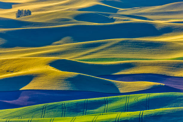 istock The Palouse farm area in Washington State 1135215397