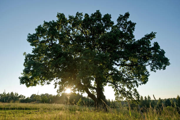 istock Lonely green oak tree in the field 1135215425