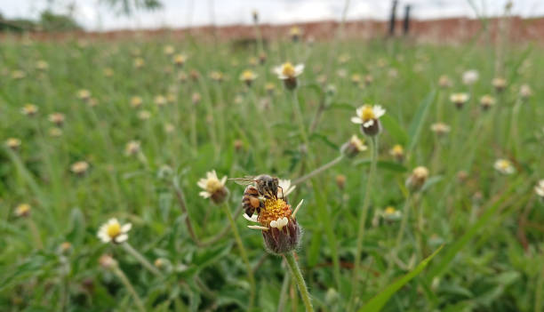 lebah madu afrika - lebah madu afrikanisasi foto potret stok, foto, & gambar bebas royalti