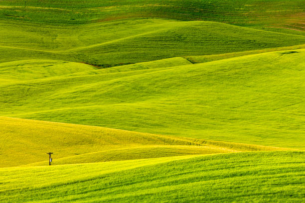 istock The Palouse farm area in Washington State 1135216141