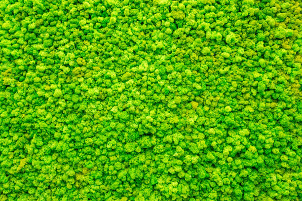 istock Texture on the background, small green grass on the whole frame 1135216153
