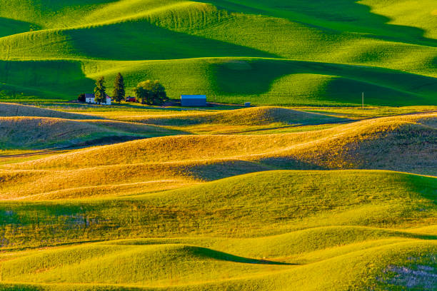 istock The Palouse farm area in Washington State 1135216195