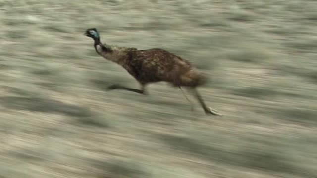 Emu running