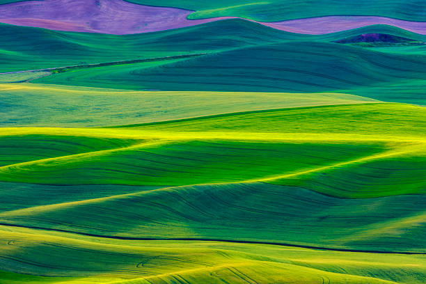 istock The Palouse farm area in Washington State 1135216296