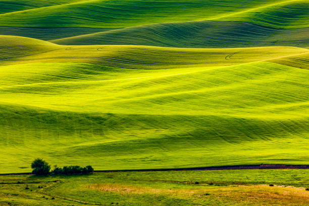 istock The Palouse farm area in Washington State 1135216358