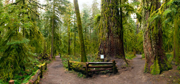 커 시드 럴 그로브 파크의 옛 성장 숲의 탁 트인 전망, 밴쿠버 섬 - tree growth sequoia rainforest 뉴스 사진 이미지