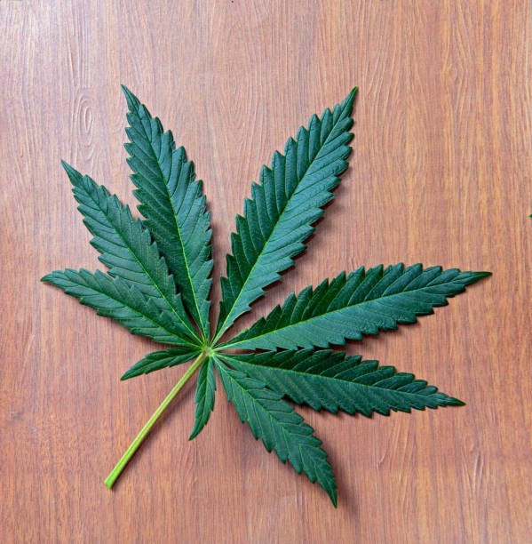 istock Single cannabis leaf isolated over wood background 1135216417