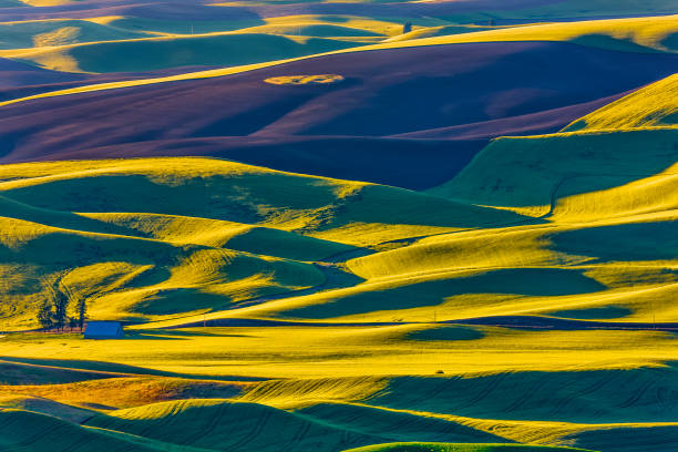 istock The Palouse farm area in Washington State 1135216601