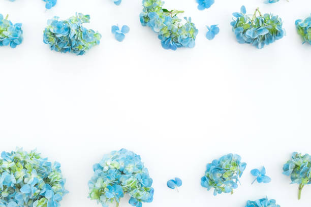 istock Floral frame of hydrangea flowers on white background. Flat lay 1135218779