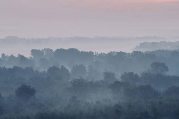 istock Mystical view on forest under haze at early morning. Eerie mist among layers from tree silhouettes in taiga under predawn sky. Atmospheric minimalistic landscape of majestic nature in faded blue tones 1135219109