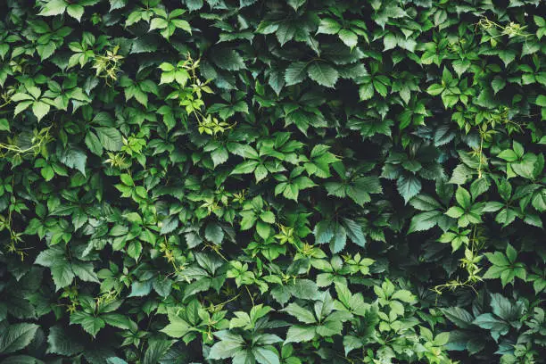 Photo of Hedge of big green leaves in spring. Green fence of parthenocissus henryana. Natural background of girlish grapes. Floral texture of parthenocissus inserta. Rich greenery. Plants in botanical garden.