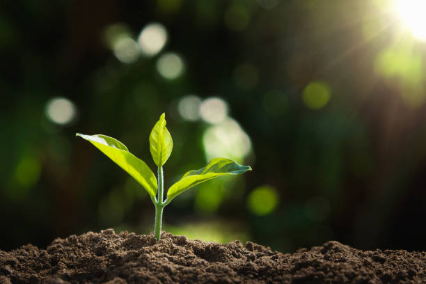 istock young plant growing in nature and morning light 1135219998
