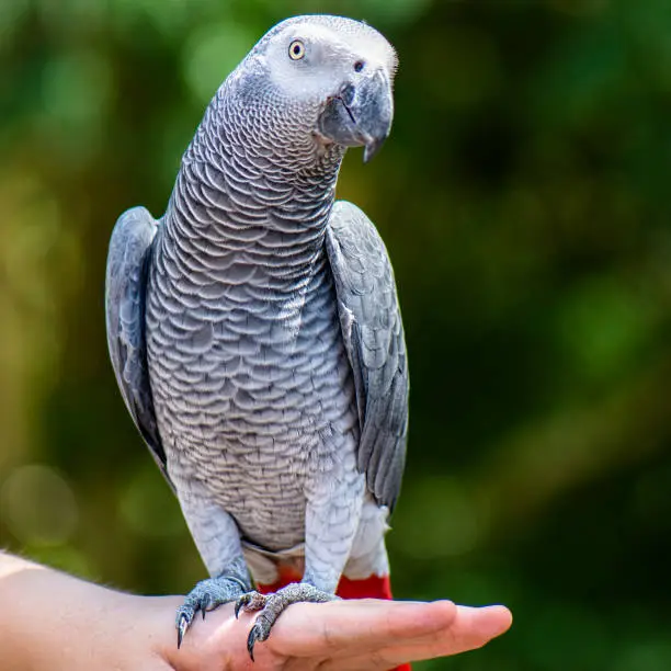 African Grey Parrot out in nature during the day