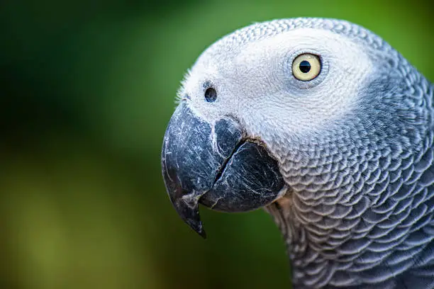 African Grey Parrot out in nature during the day