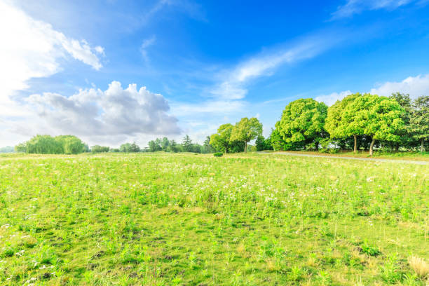 Green grass and trees in the nature park,natural background