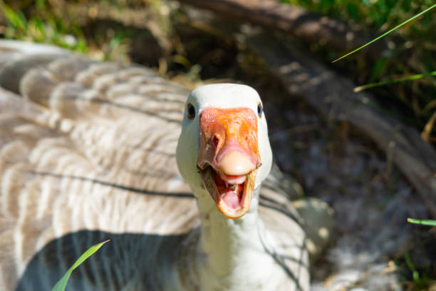 istock Goose on nest on edge of field with beak open 1135224554