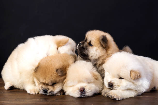 istock fluffy chow-chow puppy(40 day) 1135224594