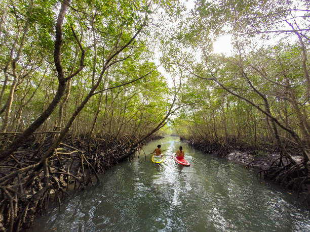 istock Stand up paddle - SUP in the landscape 1135224602