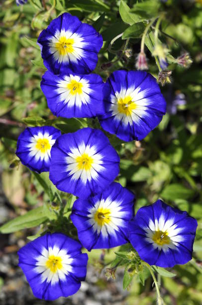Convolvulus tricolor Dwarf morning-glory Convolvulus tricolor morning glory photos stock pictures, royalty-free photos & images