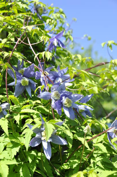 Blue Alpine clematis Flowering Blue Alpine clematis  in a garden clematis alpina stock pictures, royalty-free photos & images