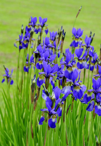 Siberian Iris Group of blue Siberian Iris flowering in a garden siberian flag stock pictures, royalty-free photos & images