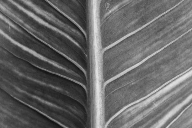 istock Macro detail of green leaf texture. Close up beautiful leaves pattern. 1135230046