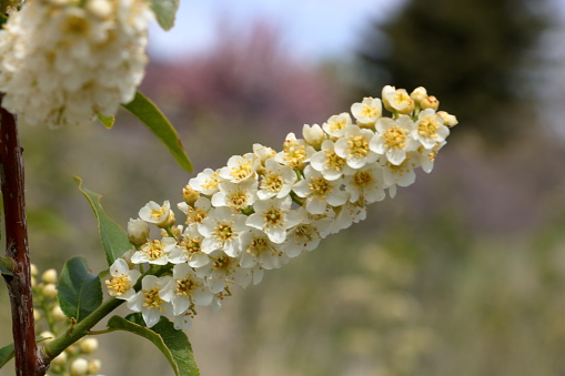Aromatic Yellow flowers of the chokeberry plant bloom in the end of April in the Wasatch foothills near Salt Lake City