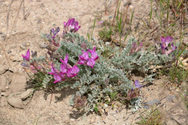 istock Purple Milkvetch flowers 1135230164