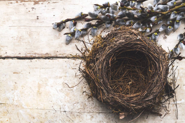 пустое гнездо с киска ивы на деревянном фоне - birds nest animal nest branch spring стоковые фото и изображения