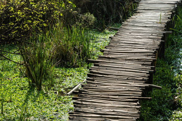 istock A walking path in Okhla Bird Santuary 1135232145
