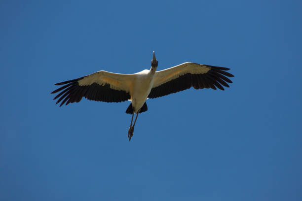 Wood stork flying over a swamp in St. Augustine, Florida.