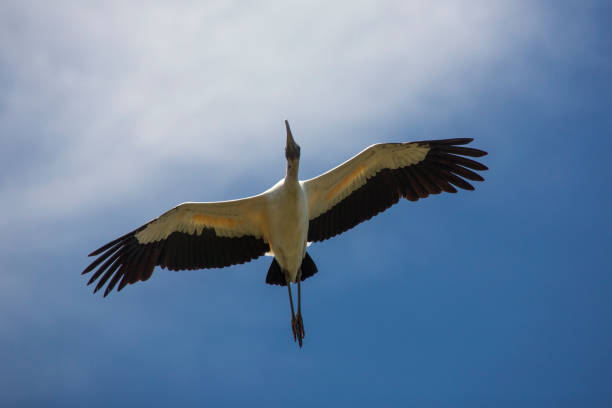 istock Wood stork flying over a swamp in St. Augustine, Florida. 1135233111