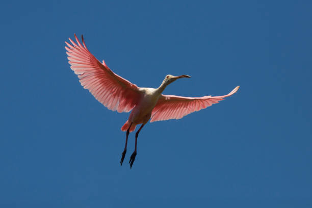 istock Roseate spoonbill flying over a swamp in St. Augustine, Florida. 1135233132