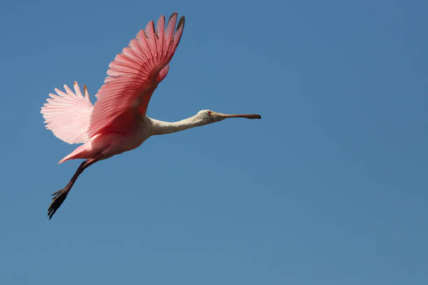 istock Roseate spoonbill flying over a swamp in St. Augustine, Florida. 1135233141