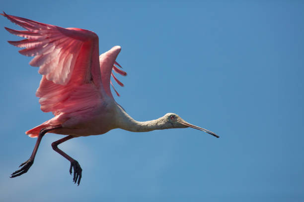 Roseate spoonbill flying over a swamp in St. Augustine, Florida.