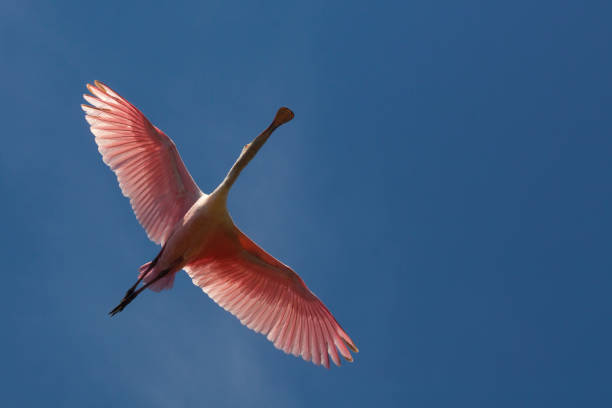 istock Roseate spoonbill flying over a swamp in St. Augustine, Florida. 1135233158