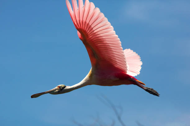 istock Roseate spoonbill flying over a swamp in St. Augustine, Florida. 1135233161