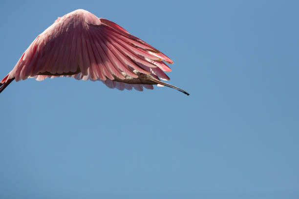 Roseate spoonbill flying over a swamp in St. Augustine, Florida.