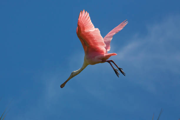 istock Roseate spoonbill flying over a swamp in St. Augustine, Florida. 1135233168