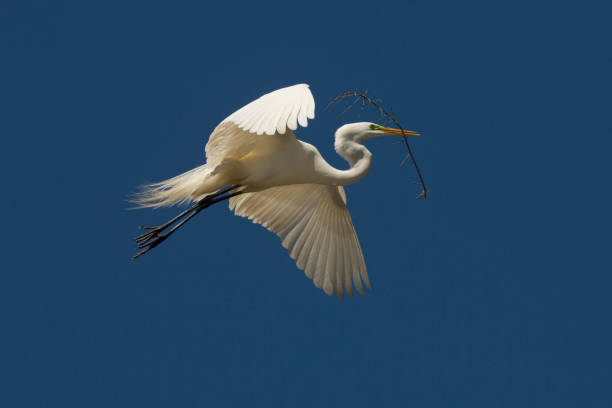 istock Great egret flying with nesting material at a Florida swamp. 1135233932