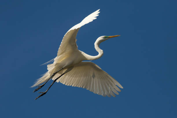 istock Great egret flying over a swamp in St. Augustine, Florida. 1135233987