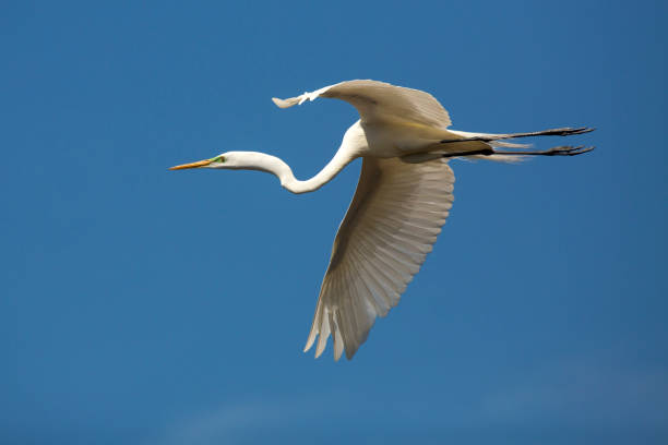 istock Great egret flying over a swamp in St. Augustine, Florida. 1135234037