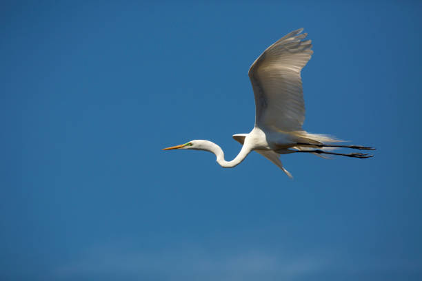 istock Great egret flying over a swamp in St. Augustine, Florida. 1135234046