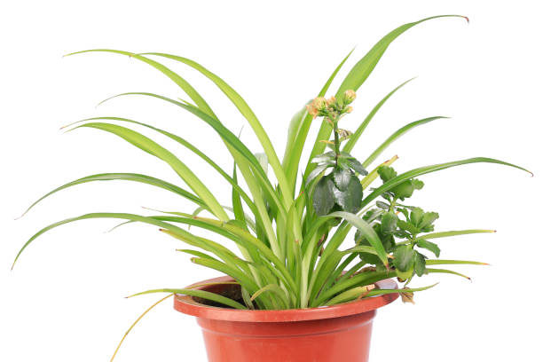 istock Plant in flowerpot on the white isolate background 1135234733