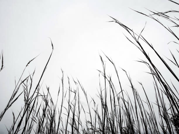 istock Dried stalk of grass and clear evening sky 1135235475