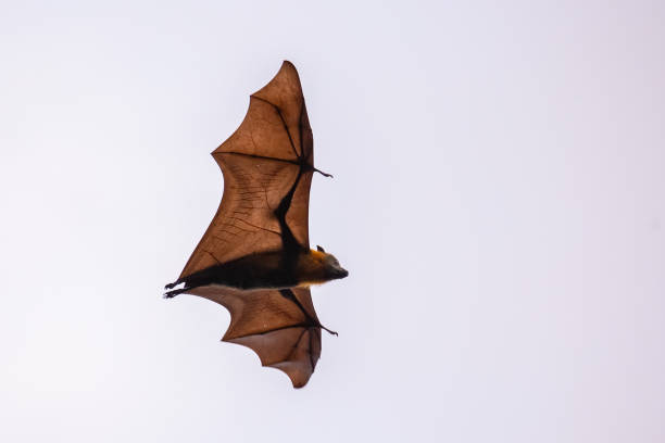 istock An Australian Flying fox flies through a cloudy twilight sky back lit by sun 1135235687