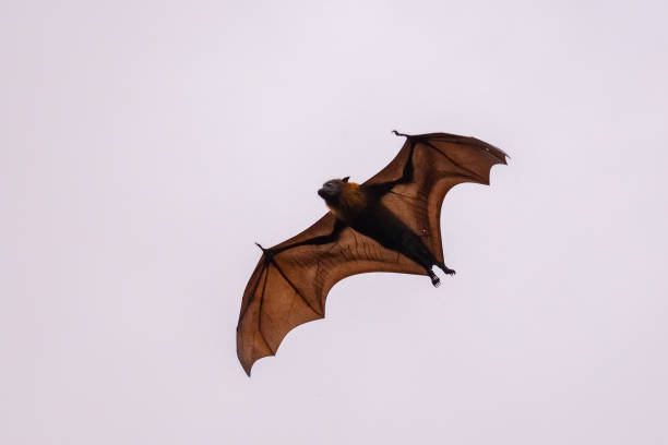 istock An Australian Flying fox flies through a cloudy twilight sky back lit by sun 1135235688