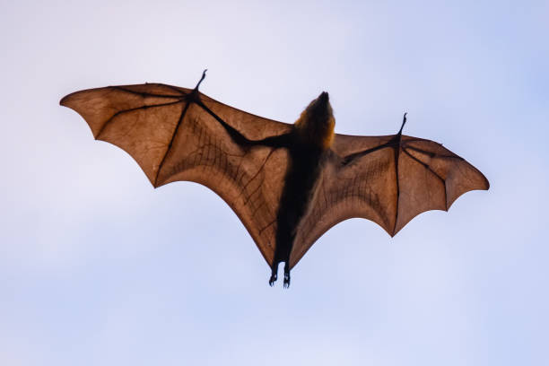 istock An Australian Flying fox flies through a cloudy twilight sky back lit by sun 1135235689