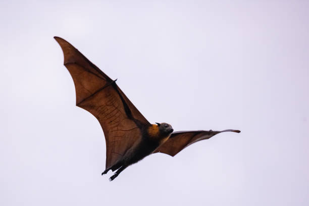 istock An Australian Flying fox flies through a cloudy twilight sky back lit by sun 1135235696